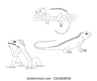 Iguana Various Poses Cartoon Vector Coloring Book