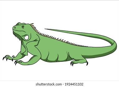 iguana vector illustration isolated with white background