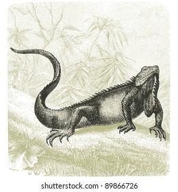 Iguana - vintage engraved illustration - "Cent récits d'histoire naturelle" by C.Delon published in 1889 France