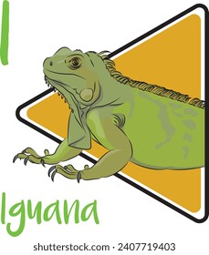 Iguanas sind einige der größten Eidechsen auf dem amerikanischen Kontinent. Iguanas können einen Teil ihres Schwanzes verlieren, wenn sie von Feinden bedroht sind.