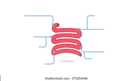 Iinfographic Small intestine vector illustration