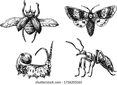 Iinsects hand drawn set. Beautiful vector illustration. Sketch style.