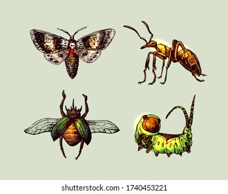 Iinsects hand drawn set. Beautiful vector illustration. Sketch style.
