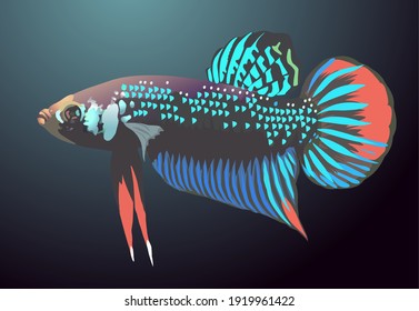 ikan cupang or betta fish flat  vector illustration, againts dark background