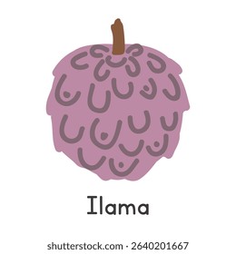 Ilama flat vector illustration. Purple ilama fruit or Annona diversifolia cartoon clipart style isolated on white background. Also known as Soncoya or Sincuya. Tropical and Exotic fruit concept