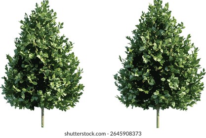 Conjunto de árvores holly Ilex aquifolium, holly Inglês, holly Europeu, holly Natal, rua e jardim arbusto, corte de árvore isolado, ilustração vetorial, plantas de inverno, paisagismo, verde ao ar livre.