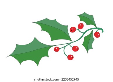Ilex branch with berries for decoration,
Vector illustration isolated on white blank background
