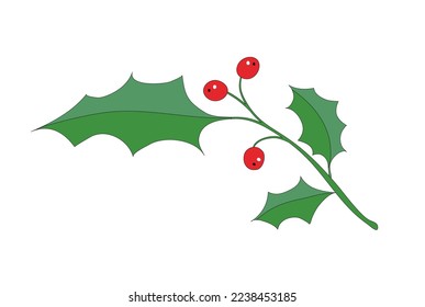 Rama Ilex con bayas para la decoración,
Ilustración del vector aislada en fondo blanco en blanco
