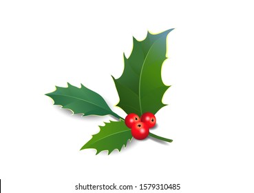 Ilex branch with berry, hollyhocks,
Vector illustration isolated on white background
