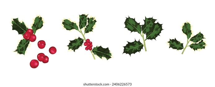 Ilex branches with leaves and berries big set. Illustrations of holly branches. Holly with red berries and green leaves. Christmas decorations. Design elements of holiday decoration, greeting.