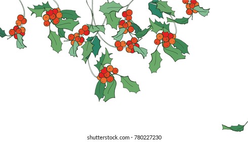 Ilex. holly Branches with berries, harvested in a bundle.