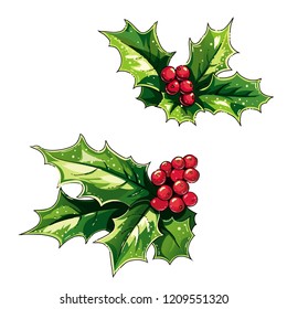 Ilex (holly) branches with leaves and berries. 