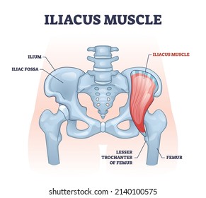 Iliacus muscle with hip or groin muscular and skeletal anatomy outline diagram. Labeled educational scheme with human lesser trochanter of femur and iliac fossa bones location vector illustration.