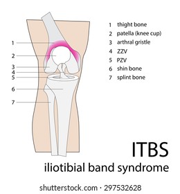 Iliotibial Band Hd Stock Images Shutterstock