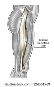 158 Iliotibial tract Images, Stock Photos & Vectors | Shutterstock