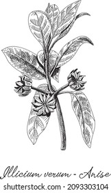 Illicium verum - Anise Anise. Sketchy hand-drawn vector illustration.