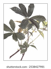 Illicium verum, hand-painted floral and botanical painting, hand-painted herbal painting, natural herbs.