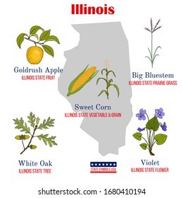 Illinois. Set of USA official state symbols. Vector hand drawn illustration