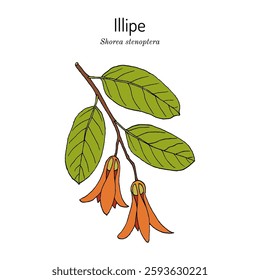 Illipe (Shorea stenoptera), edible and medicinal plant. Hand drawn botanical vector illustration