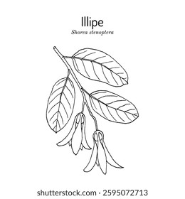 Illipe (Shorea stenoptera), edible and medicinal plant. Hand drawn botanical vector illustration