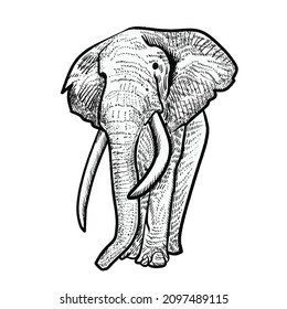 ilustración de elefante sobre fondo blanco