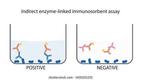 Illusration vector of an immunoassay method for scientific work isolated on white background. Schematic of Indirect enzyme-linked immunosorbent assay (ELISA) format. 