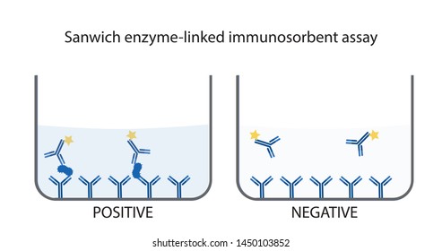 Illusration Vector Of An Immunoassay Method For Scientific Work Isolated On White Background. Schematic Of Sandwich Enzyme-linked Immunosorbent Assay (ELISA) Format. 