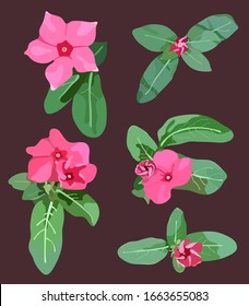 Illustartion set of tropical flowers "Madagascar Periwinkle" hand drawn style isolated on dark background, simple illustration, cute summer vibe