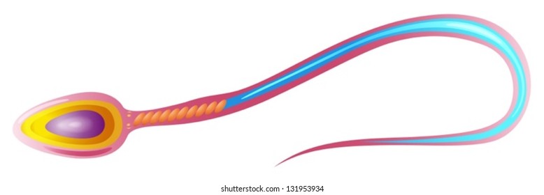 Illustartion showing the structure of a sperm cell