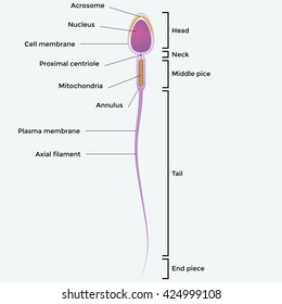 Illustartion showing the structure of a sperm cell