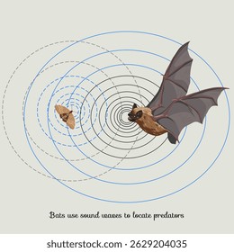 Ilustra cómo los murciélagos usan ondas de sonido para cazar