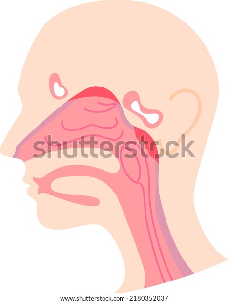 Illustrate\
the structure and cross section of the\
nose\
