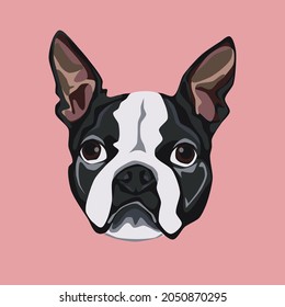 illustrated abstract portrait of Boston Terrier dog breed 