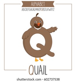 Illustrated Alphabet Letter Q And Quail