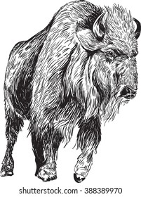 Illustrated American Bison