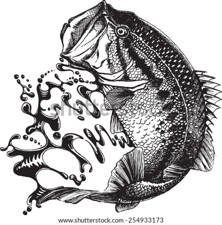 An illustrated bass jumping. Vector file available. Original pen and ink vectorized.