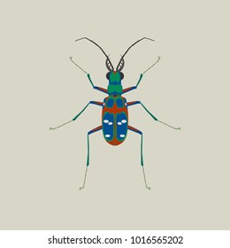 illustrated beetle Cicindela japonica