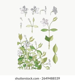 Illustrated botanical design featuring various stages of plant growth. Botanical elements include leaves, flowers, and stems. Elegant botanical illustration. Vintage flower illustration vector.