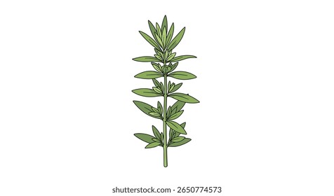 Uma amostra botânica ilustrada de uma planta herbácea verde com folhas giradas