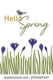 Illustrated card with hello spring message. Purple crocuses, text and bird on white background