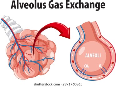 Illustrated cartoon-style image depicting gas exchange in alveolus