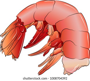 Illustrated cooked shrimp, vector in colour, isolated on a white background