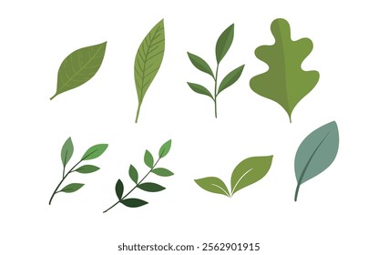 Illustrated design of different kinds of hand-drawn leaves