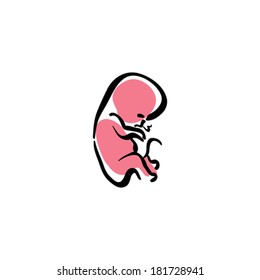 Illustrated human fetus, vector hand drawn embryo.