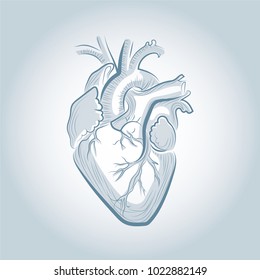 illustrated human heart