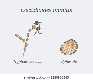 Illustrated hyphae, arthrospore, spherule of C.immitis