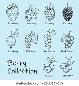 Illustrated icon collection of different berry types with names on light blue background