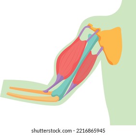 Illustrated illustration of arm muscles