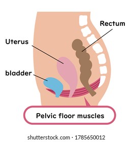 
Illustrated Illustration Of The Pelvic Floor Muscles