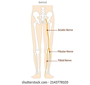 Illustrated illustration of the sciatic nerve